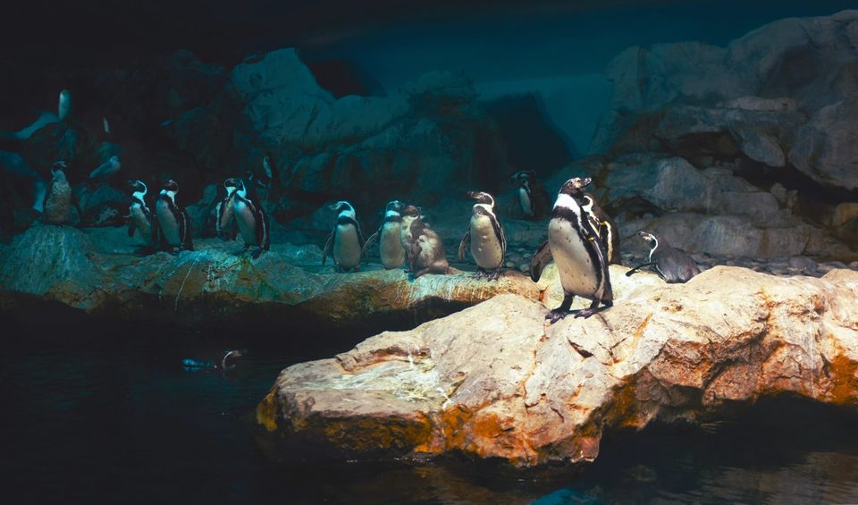 Most popular Linux distros according to Distrowatch